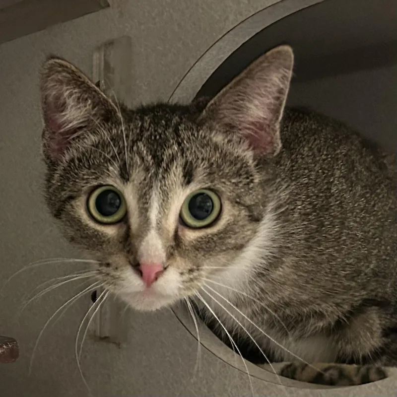 An adult medium-sized female Tabby (Brown / Chocolate) Domestic Short Hair cat named Natasha for adoption in Mason City, IA