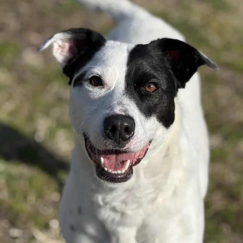 An adult medium-sized female White / Cream Hound dog named Skye for adoption in Ridgely, MD