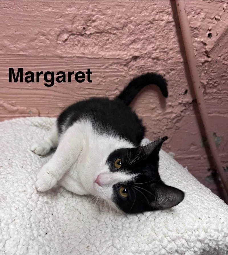 A baby small-sized female Black & White / Tuxedo Domestic Short Hair cat named Margaret for adoption in Muncie, IN
