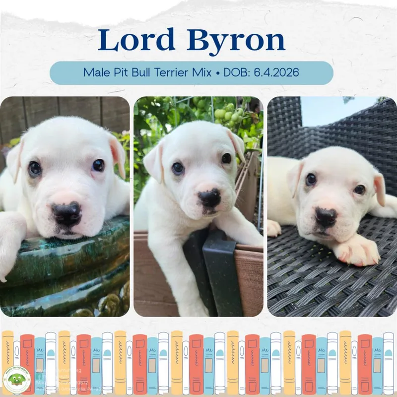 A baby large-sized male White / Cream Pit Bull Terrier dog named Lord Byron for adoption in Pottstown, PA