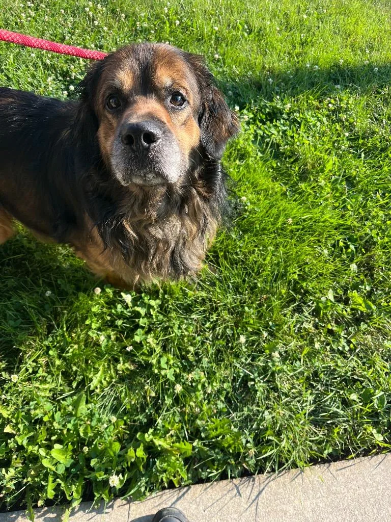 A senior large-sized male Mixed Breed dog named Flounder for adoption in Troy, OH