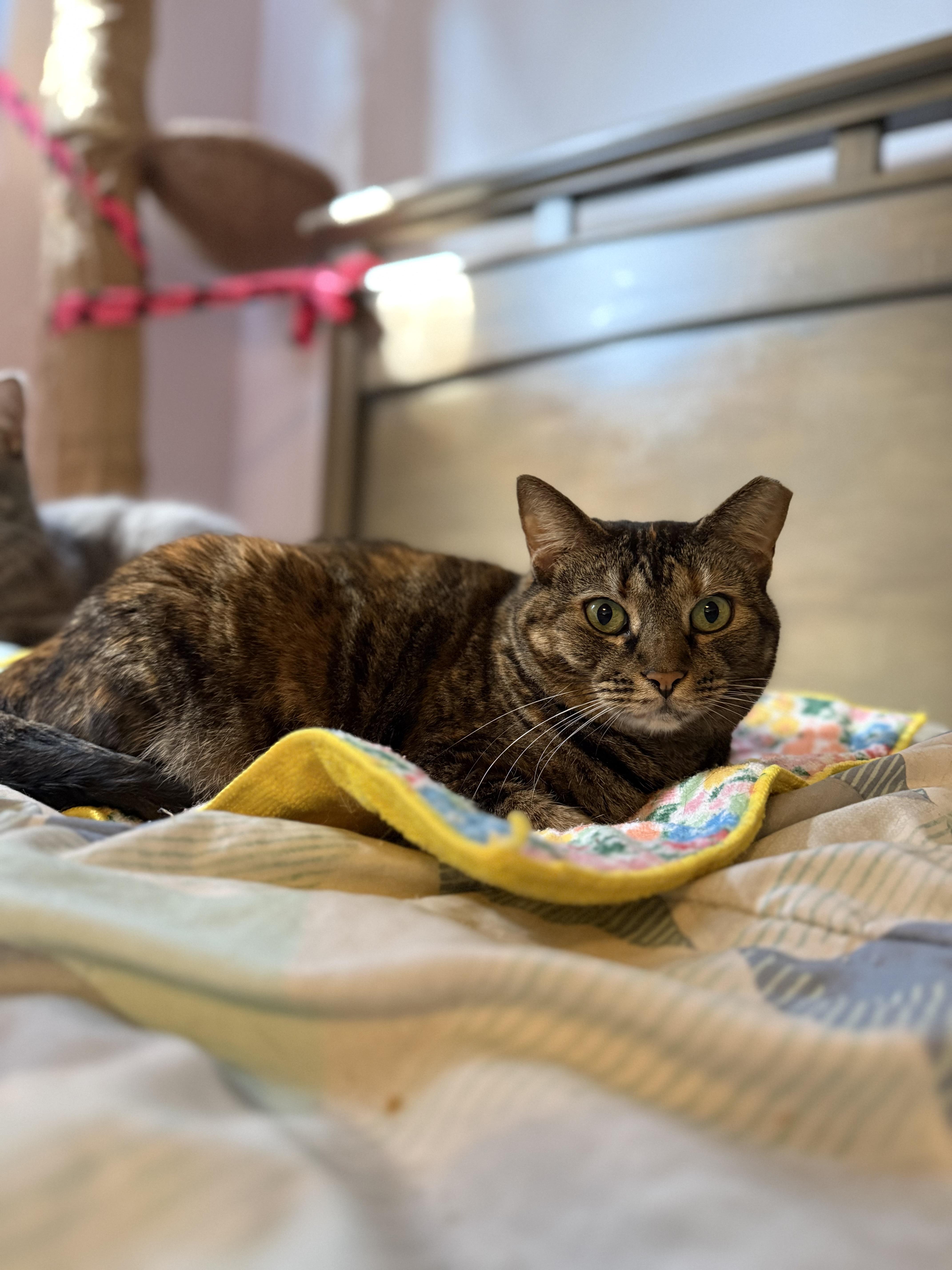 An adult medium-sized female Tabby (Brown / Chocolate) Tabby cat named Bright Eyes for adoption in Massillon, OH