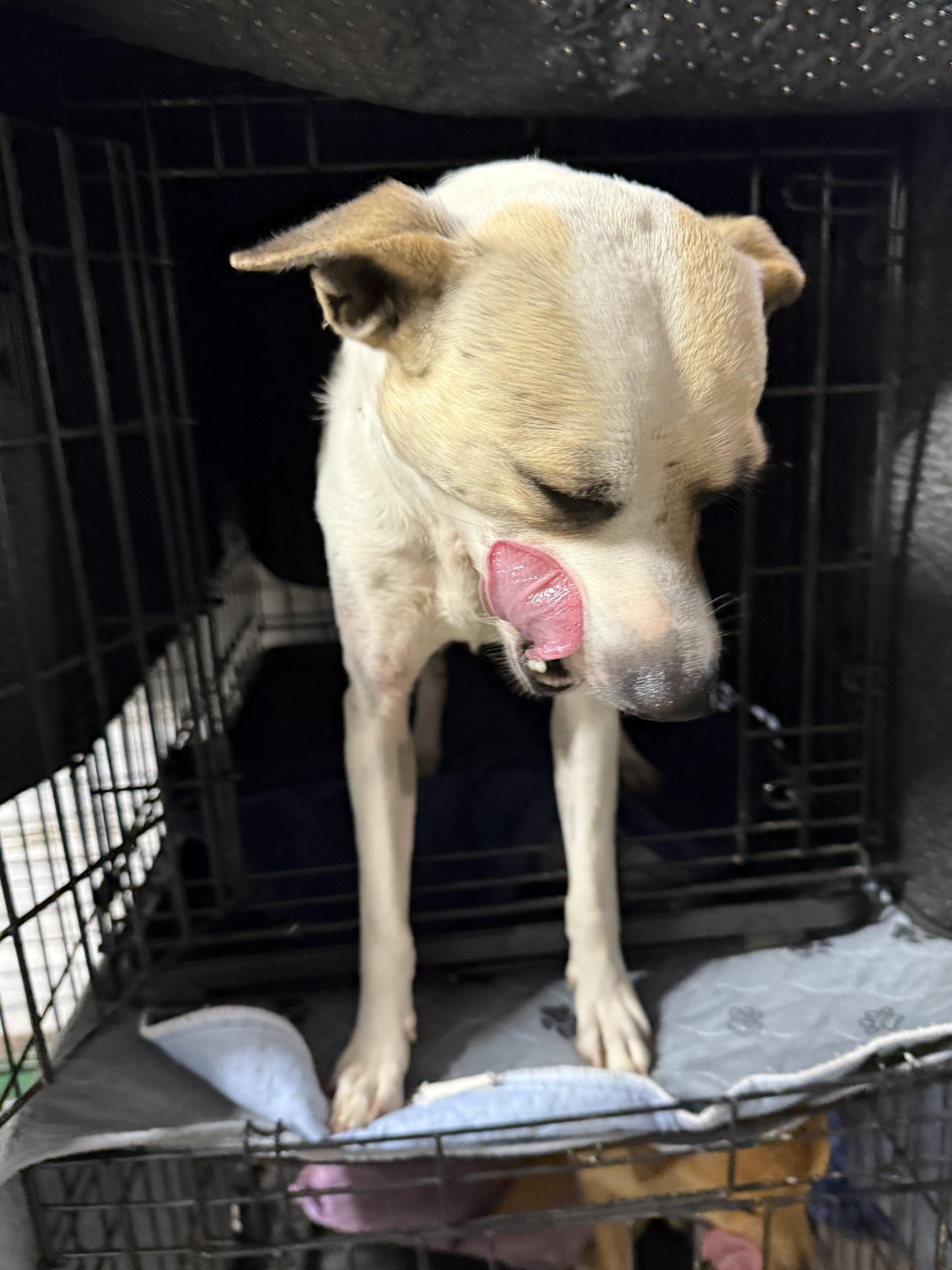 A young small-sized male Chihuahua dog named Oliver for adoption in Boston, MA