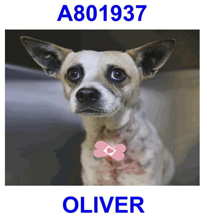 Oliver thumbnail 3