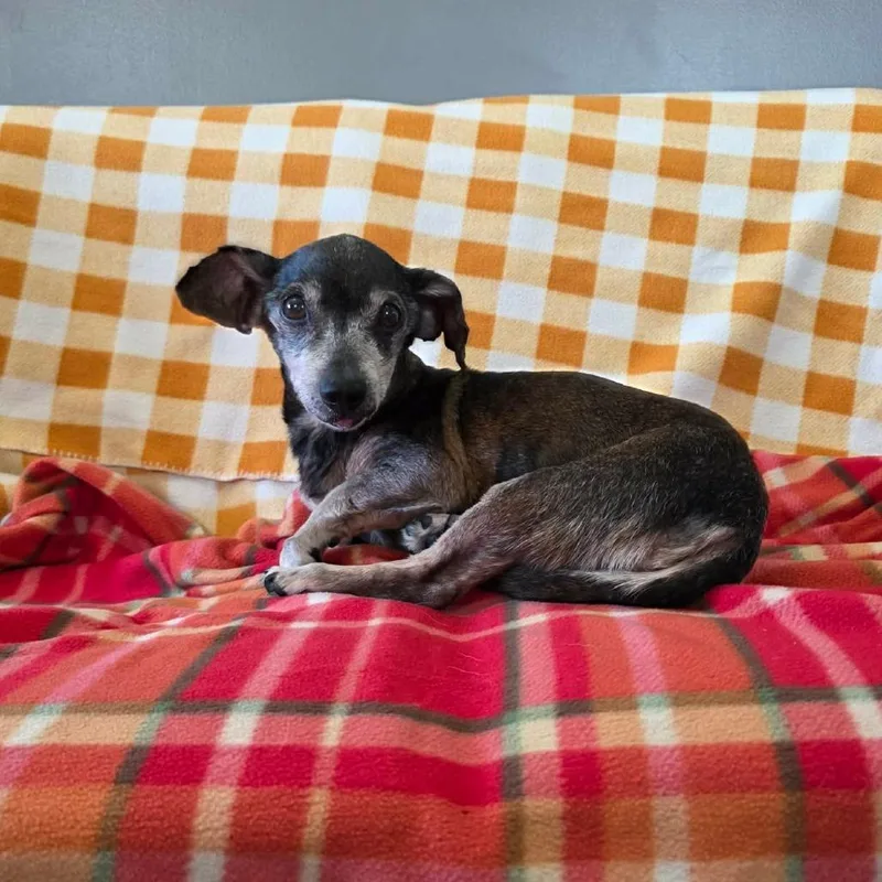 A senior small-sized male Black Chihuahua dog named Mudslide for adoption in Jackson, MO
