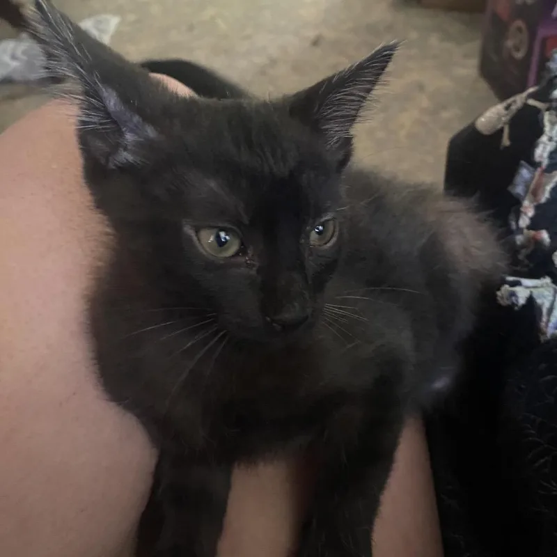 A baby small-sized male Black Domestic Medium Hair cat named Siren for adoption in Lucedale, MS