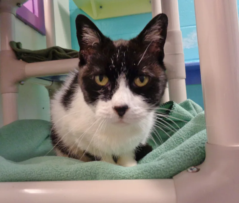 A senior small-sized female Black & White / Tuxedo Domestic Short Hair cat named Rose for adoption in Delhi, NY