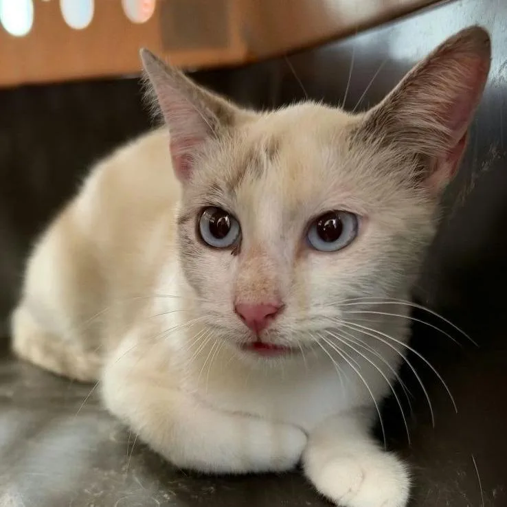 An adult small-sized female Seal Point Siamese cat named Q tip for adoption in Austin, TX