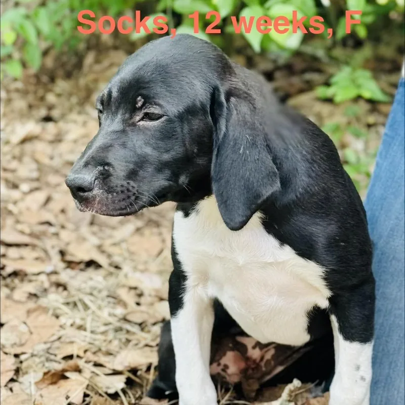 A baby medium-sized female Black Mountain Cur dog named Socks for adoption in Lucedale, MS