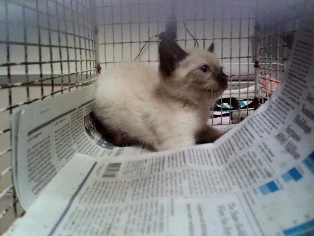 A baby small-sized female Siamese cat named A for adoption in Martinez, CA