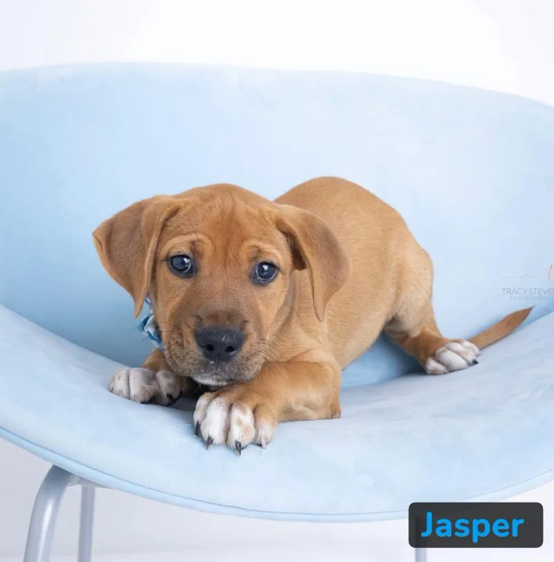 Jasper