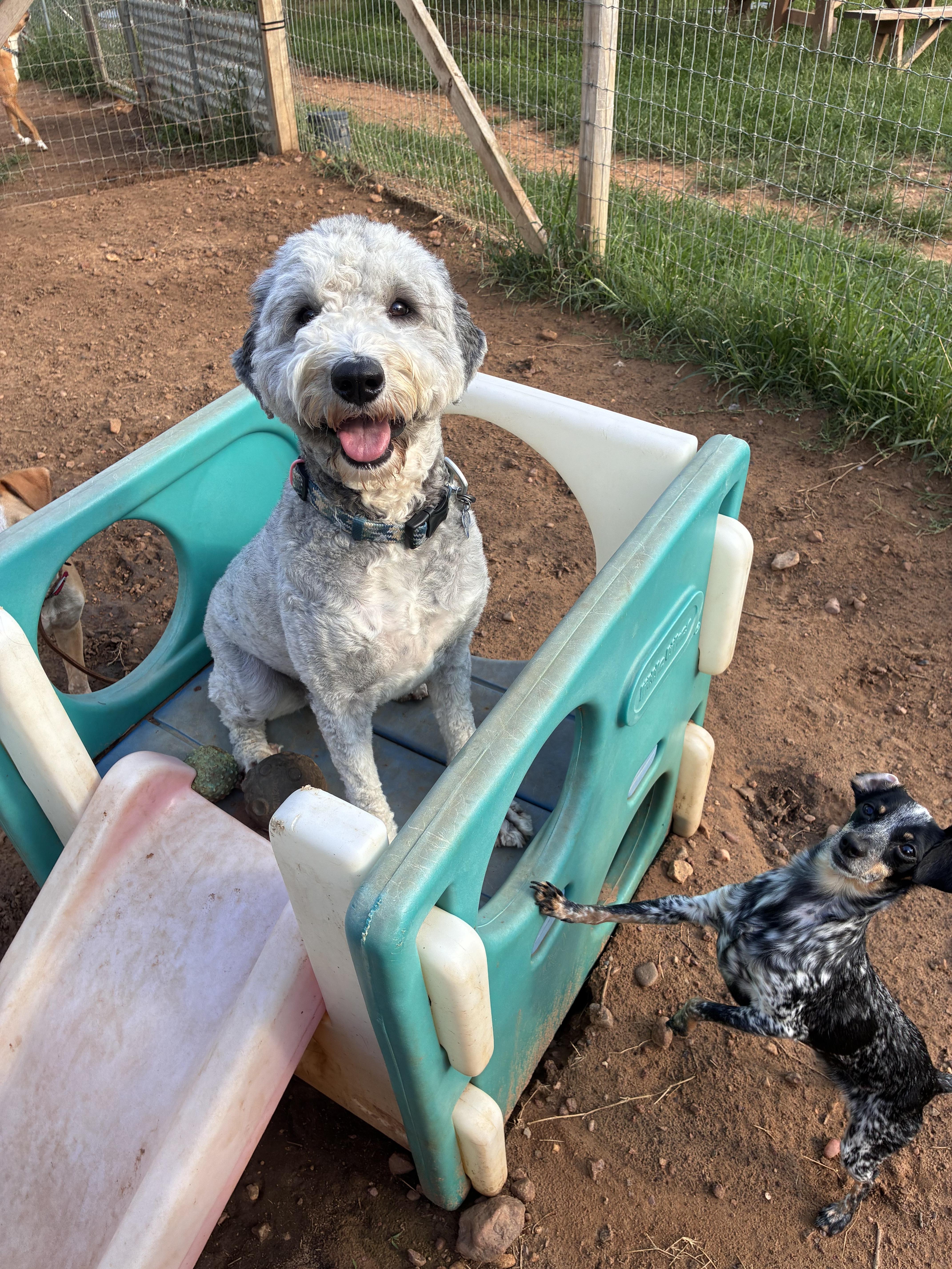 A young medium-sized male Gray / Blue / Silver Sheepadoodle dog named Rocko for adoption in Garland, TX