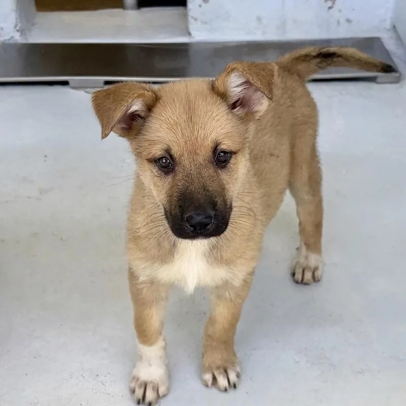 A baby small-sized female Brown / Chocolate German Shepherd Dog dog named Nova for adoption in Bastrop, TX