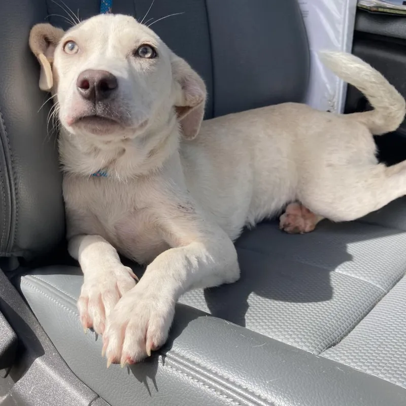Passenger Princess
