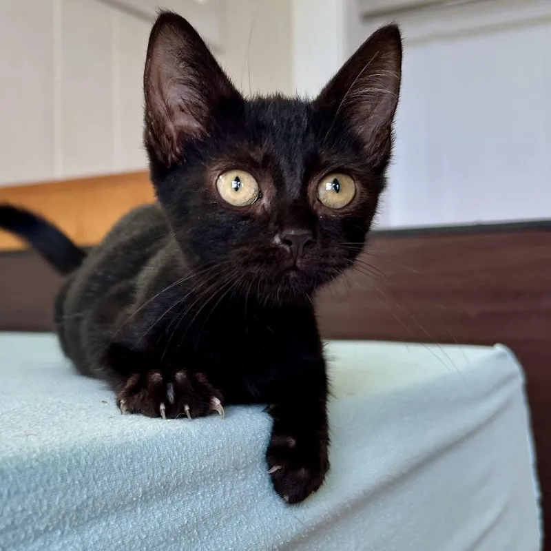 Cocoa