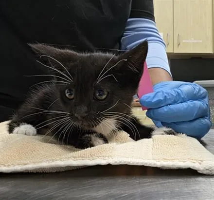 A baby small-sized female Domestic Short Hair cat named Charlotte Lin for adoption in Camarillo, CA