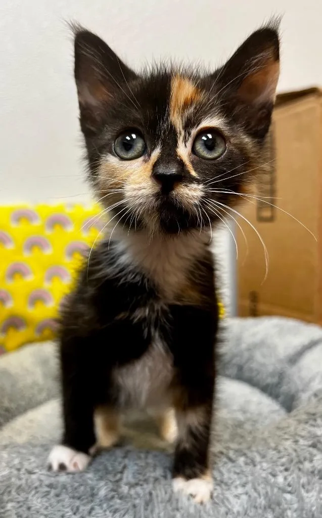 A baby small-sized female Domestic Short Hair cat named Babs for adoption in Clinton, SC