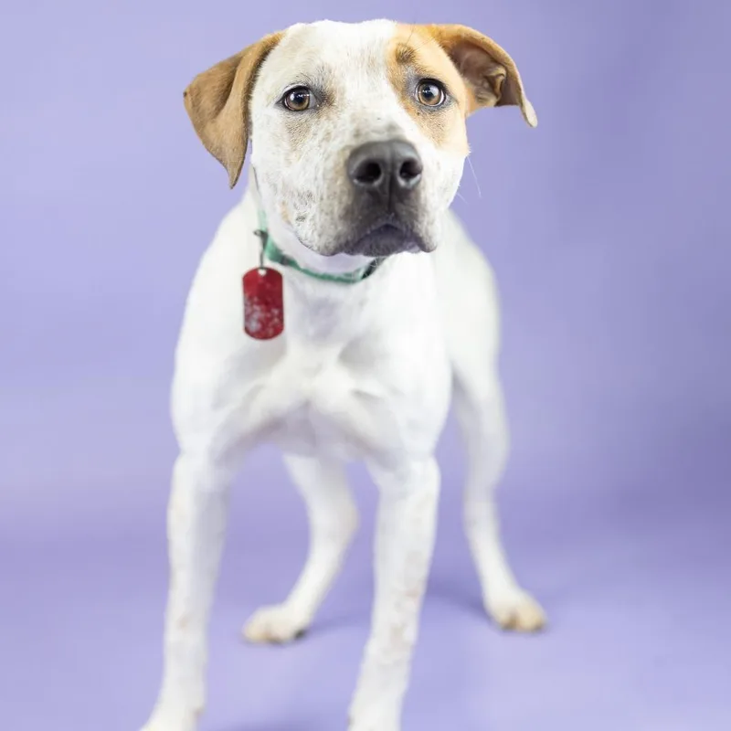 A young medium-sized male White / Cream Hound dog named Roamy for adoption in Portland, OR