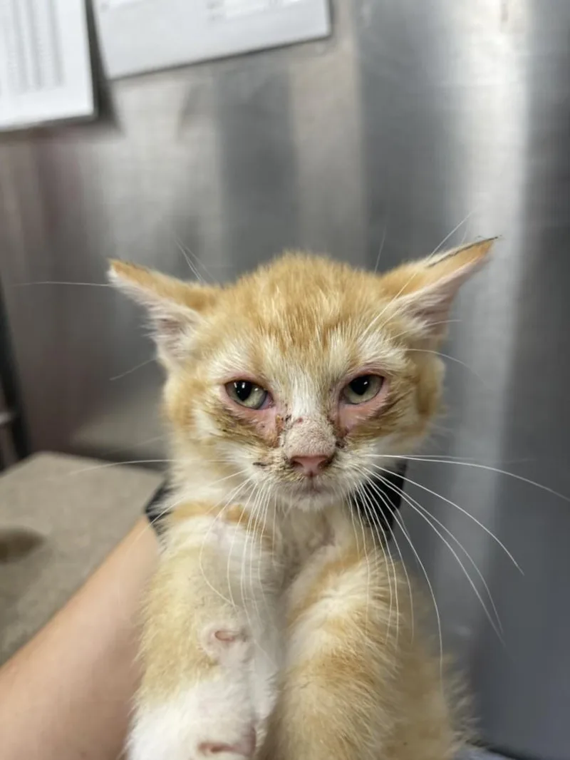 A baby small-sized female Domestic Short Hair cat named Tangerine for adoption in Hagerstown, MD
