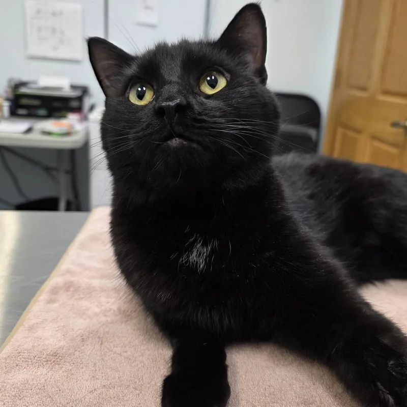 A young extra large-sized male Domestic Medium Hair cat named Loki for adoption in Saint Paul, MN