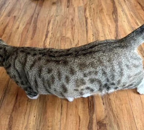 An adult medium-sized female Tabby cat named CLEO Young Adult for adoption in Hillsboro, OR