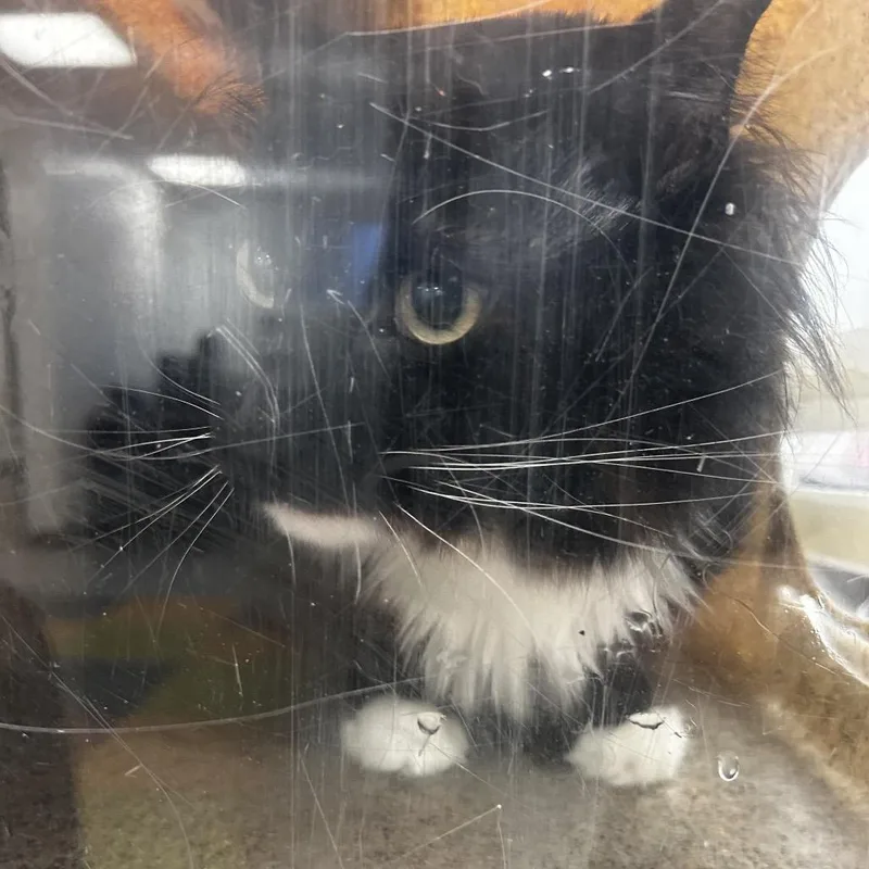 An adult small-sized male Black Domestic Long Hair cat named Lightning Bolt for adoption in Philadelphia, PA