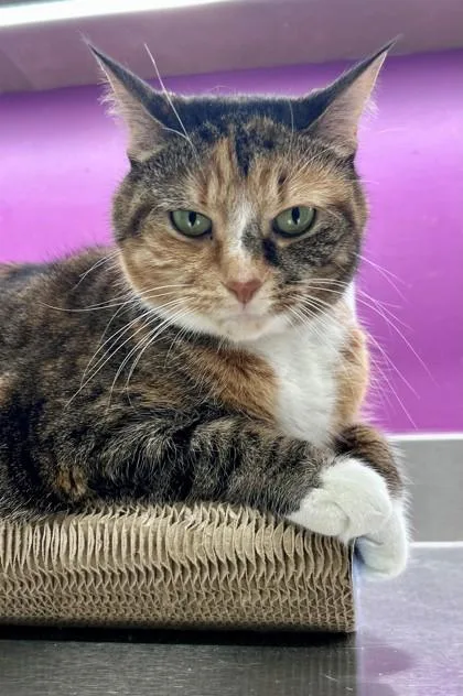 An adult large-sized female Calico cat named Doralee for adoption in Downers Grove, IL