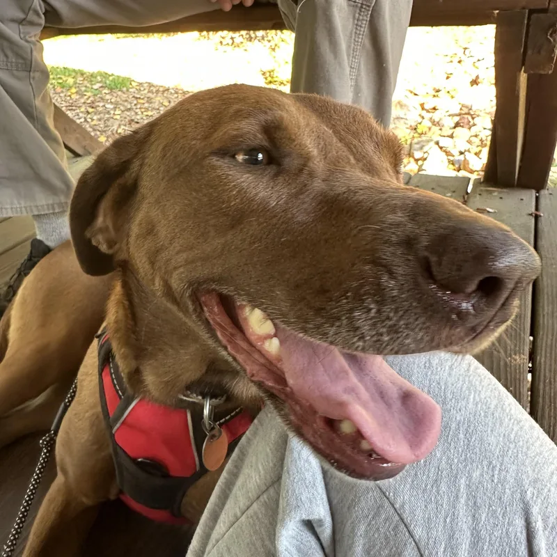 An adult medium-sized female Brown / Chocolate Labrador Retriever dog named Mona for adoption in Pass Christian, MS