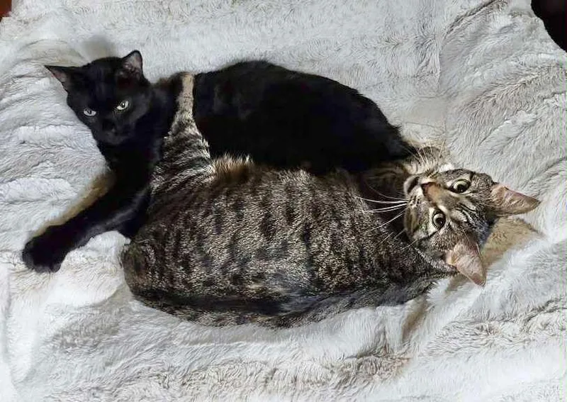 Freddaphne thumbnail 2