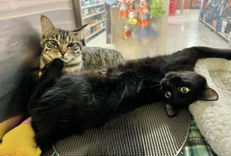 Freddaphne thumbnail 3