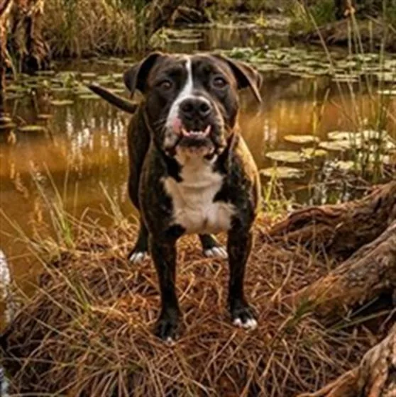 A young medium-sized male Mixed Breed dog named Steve Irwin for adoption in Jacksonville, FL