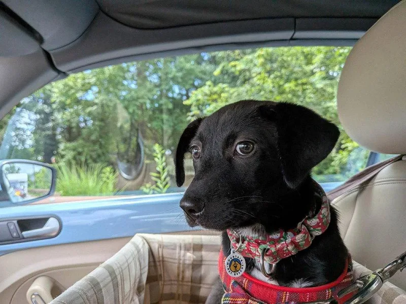 A baby medium-sized female Terrier dog named Kula for adoption in Candler, NC