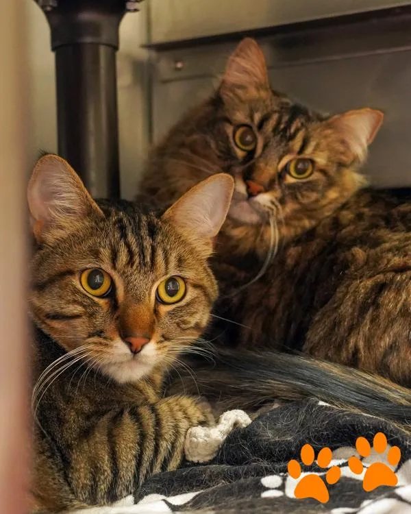 An adult small-sized male Domestic Short Hair cat named Pretzel for adoption in Novato, CA