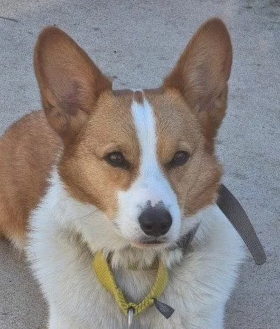 An adult medium-sized male Cardigan Welsh Corgi dog named Ford for adoption in North Prairie, WI