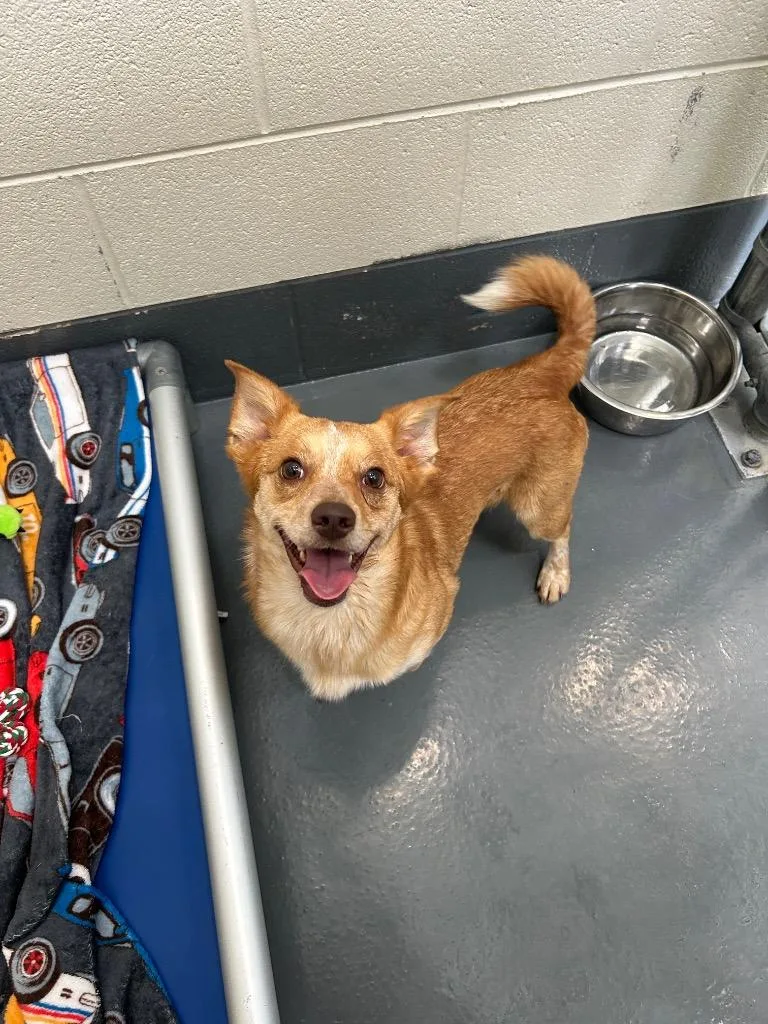 A young medium-sized male Beagle dog named Bravo for adoption in Johnson City, TN