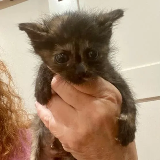 A baby small-sized female Tortoiseshell Domestic Short Hair cat named Persimmon for adoption in Jupiter, FL