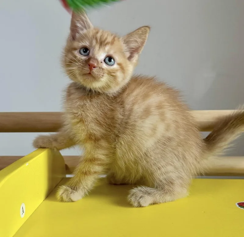 A young medium-sized male Orange / Red Domestic Short Hair cat named Buster for adoption in Lemont, IL