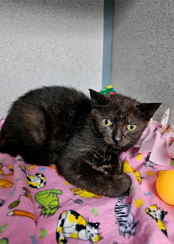 A baby small-sized male Domestic Short Hair cat named Arlo for adoption in Skillman, NJ