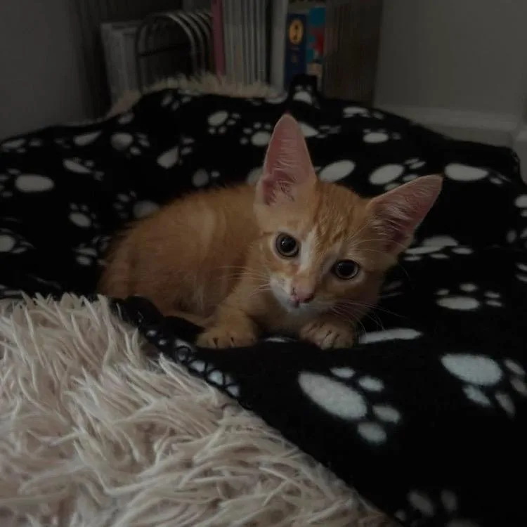 A baby small-sized male Orange / Red Domestic Short Hair cat named Josh for adoption in Long Island City, NY