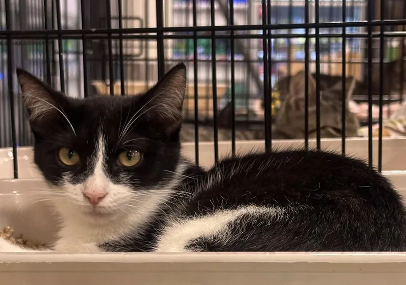A baby small-sized female Black & White / Tuxedo Domestic Short Hair cat named Oreo for adoption in Deltona, FL