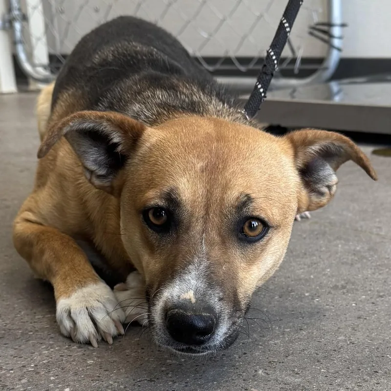 A young medium-sized male Yellow / Tan / Blond / Fawn Mixed Breed dog named Oscar Mayer for adoption in Las Cruces, NM