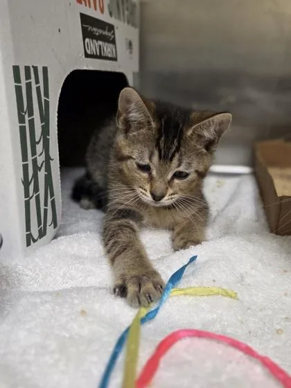 A baby small-sized male Domestic Short Hair cat named Jonny Pop for adoption in Westland, MI