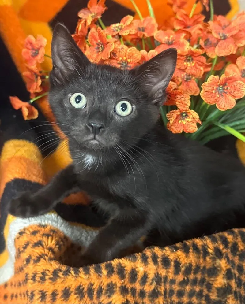 A baby small-sized male Domestic Short Hair cat named Miguel for adoption in Stillwater, OK