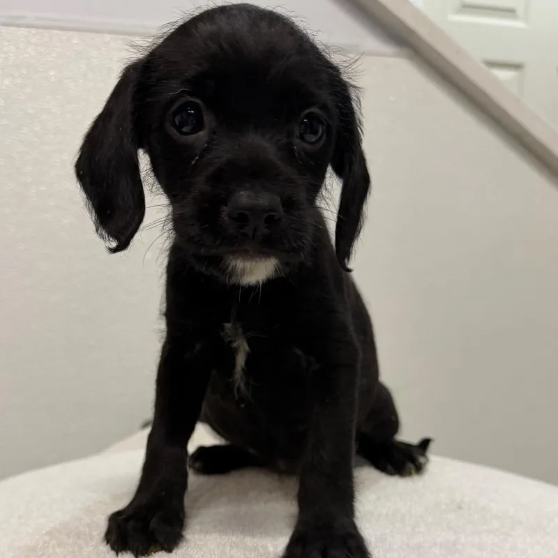 A baby medium-sized female Black Cavalier King Charles Spaniel dog named Joan for adoption in West Chester, PA