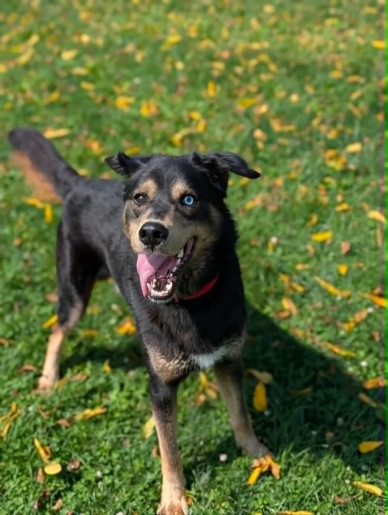 An adult medium-sized male Black Husky dog named Bear for adoption in Chambersburg, PA