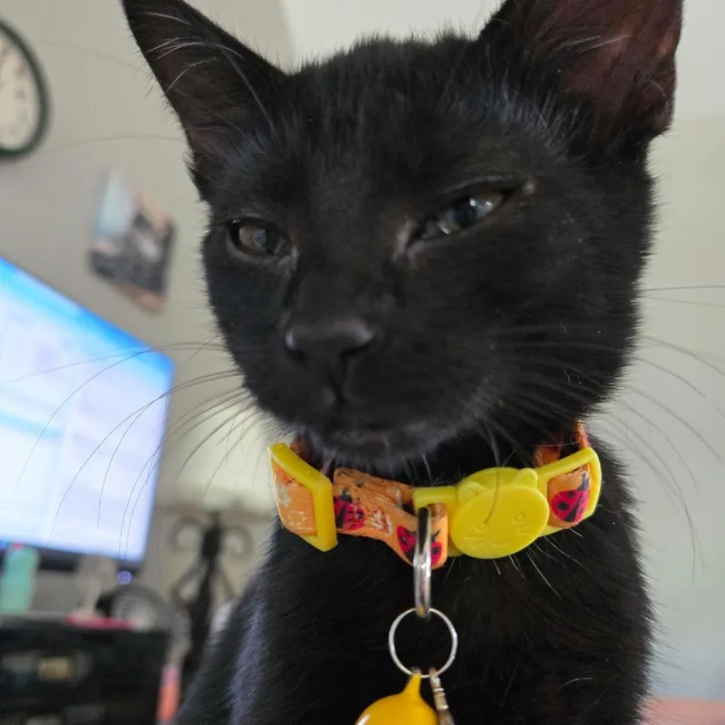 A baby small-sized female Black Domestic Short Hair cat named Janet for adoption in Seminole, FL