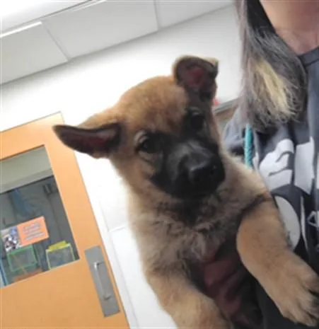 A baby small-sized male German Shepherd Dog dog named Tots for adoption in Albuquerque, NM