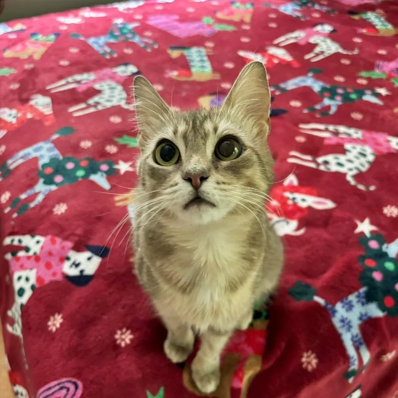 A young small-sized female Gray / Blue / Silver Domestic Short Hair cat named Nellie for adoption in Parrish, AL