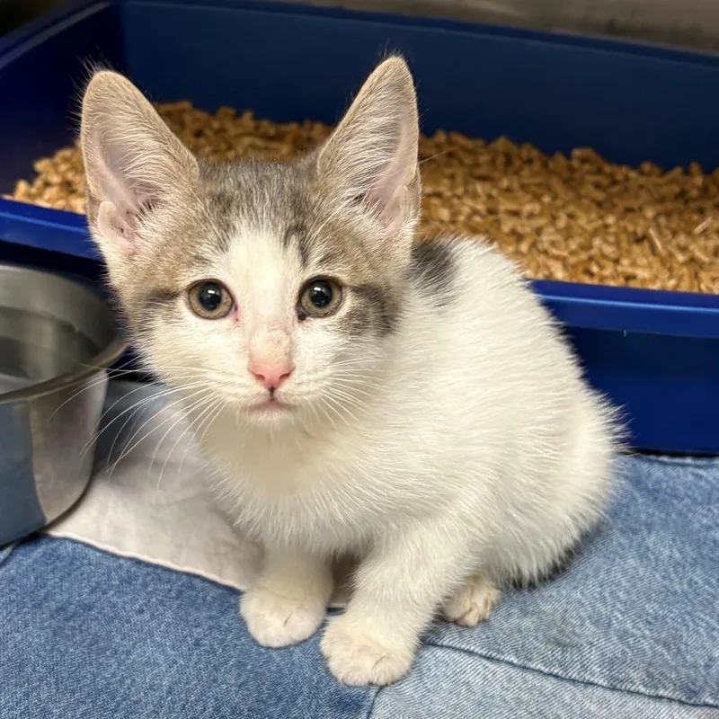 A baby small-sized female White Domestic Short Hair cat named Chachi for adoption in Chehalis, WA