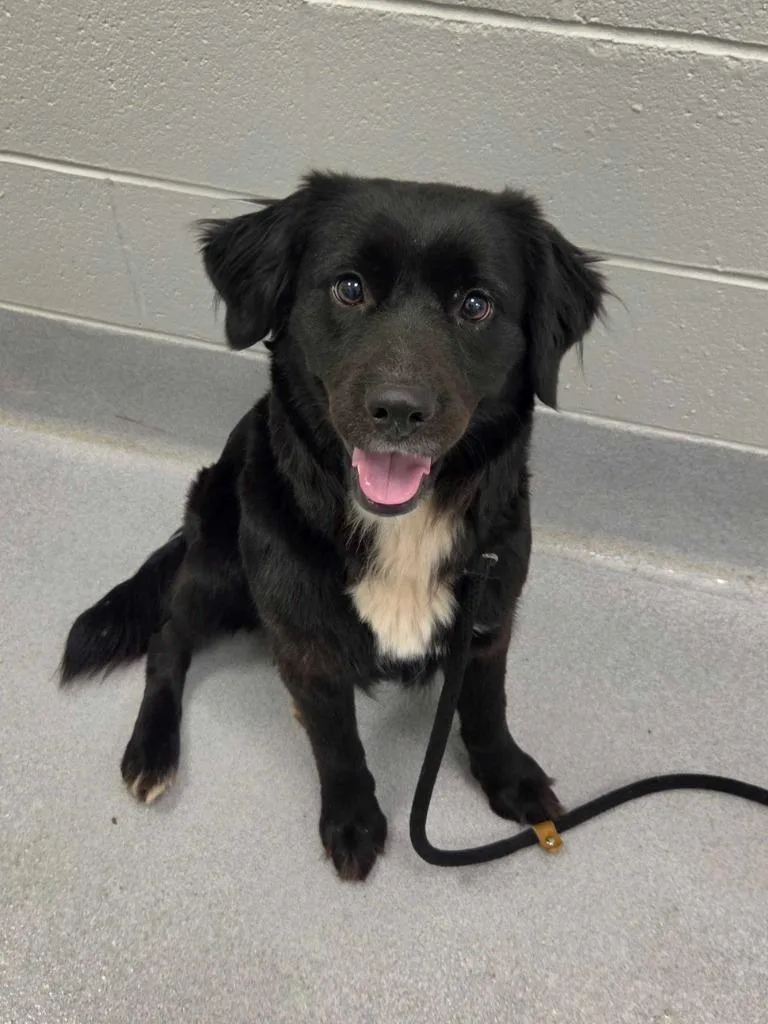 An adult large-sized female Retriever dog named Moana for adoption in Chillicothe, OH